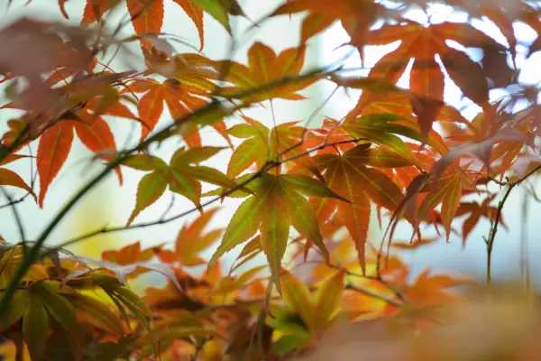 Acer palmatum 'atropurpureum'