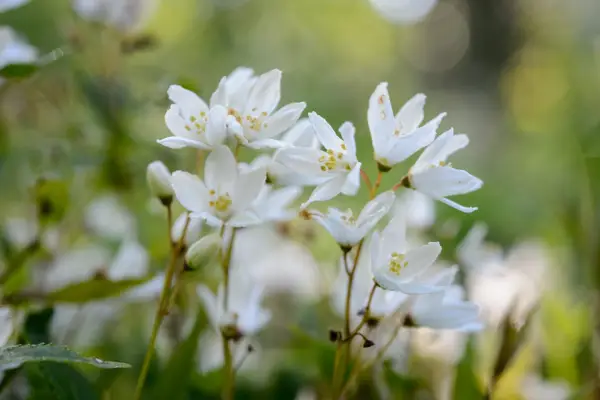 Deutzia Gracilis „Nikko”