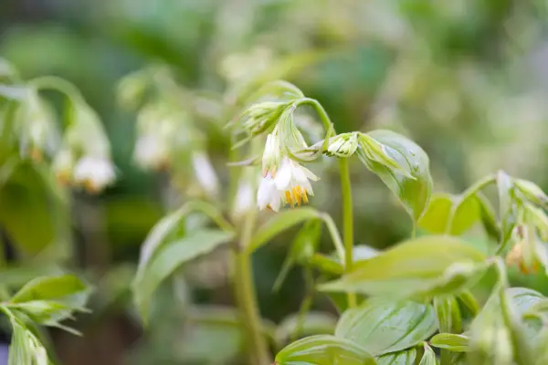 Quibbling Longistylum