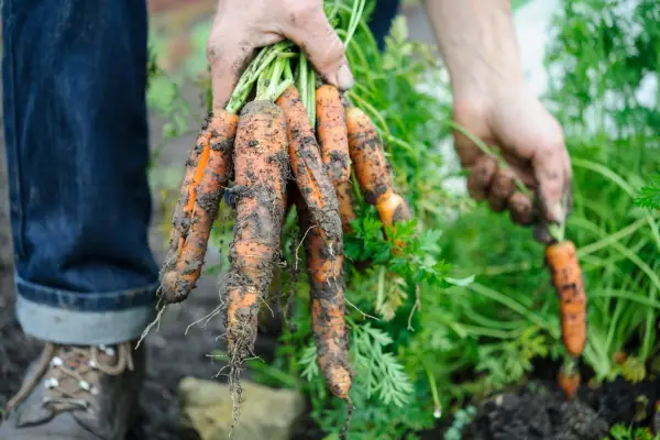 Harvesting carrots