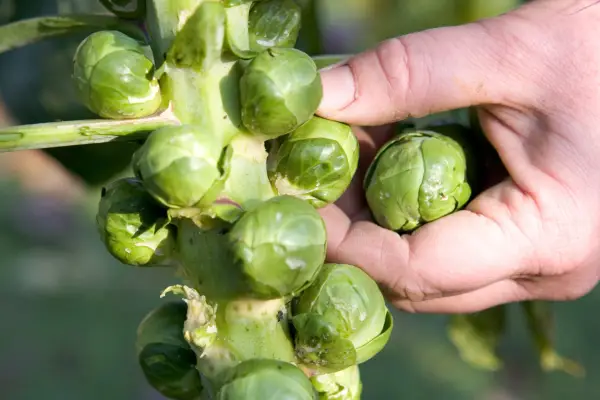 Brussels sprouts