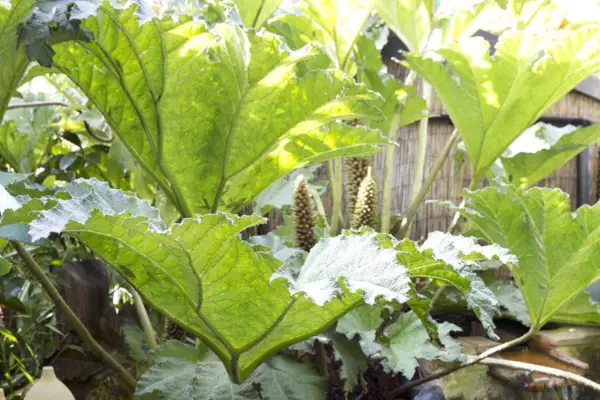 Gunnera tinctoria