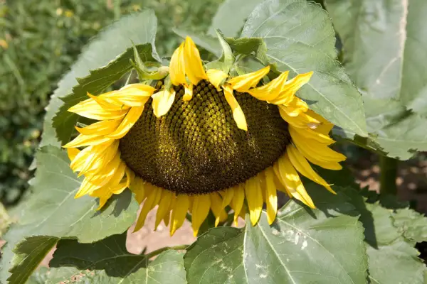 Helianthus Annuus 'Little Dorrit'