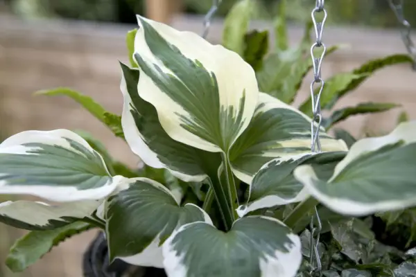 Tuse „Fanfara de nuanță”