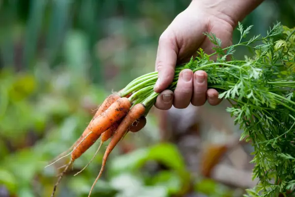Harvesting baby carrots
