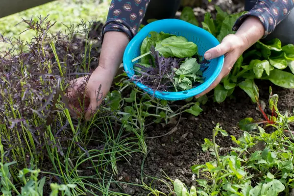 Harvesting salad leaves