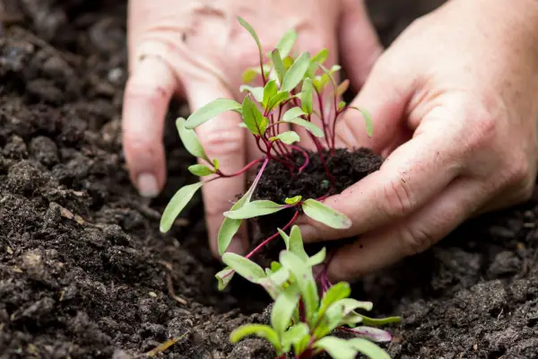 Planting-out plug plants