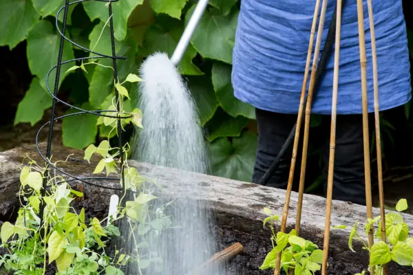 Watering the veg plot