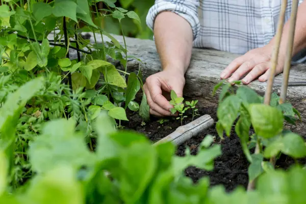 Removing weed seedlings from the veg plot