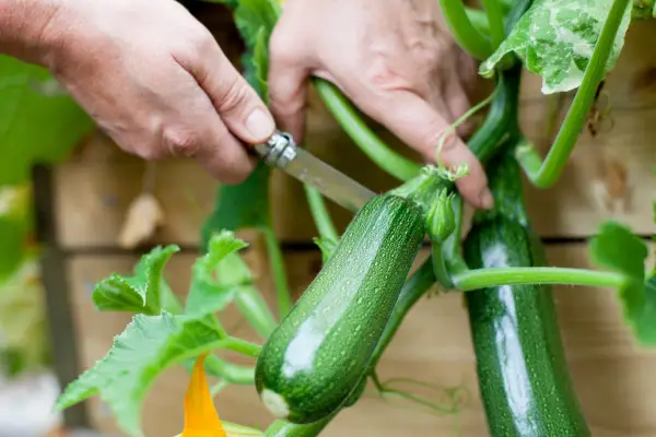 Harvesting a courgette with a knife