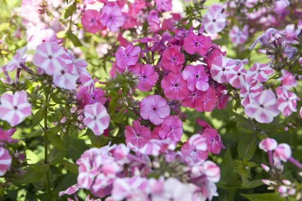 Phlox 'giro de menta'