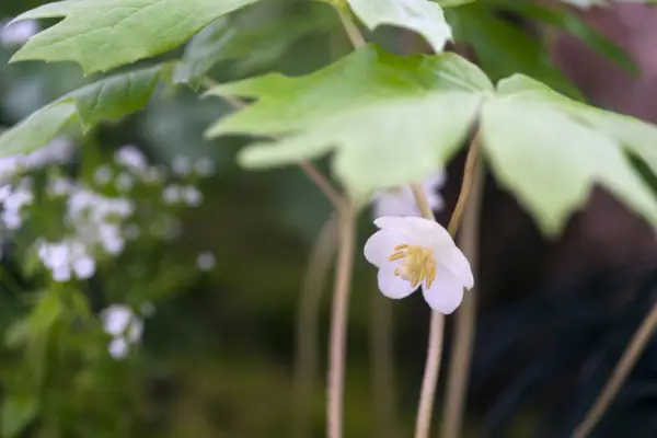 Podophyllum peltatum