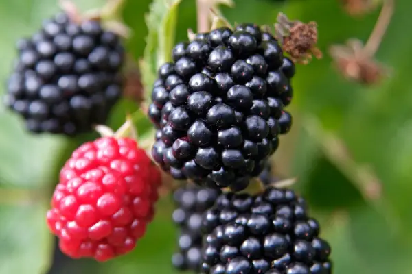 Blackberries, ripe and ripening