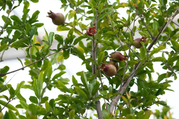 Punica Granatum