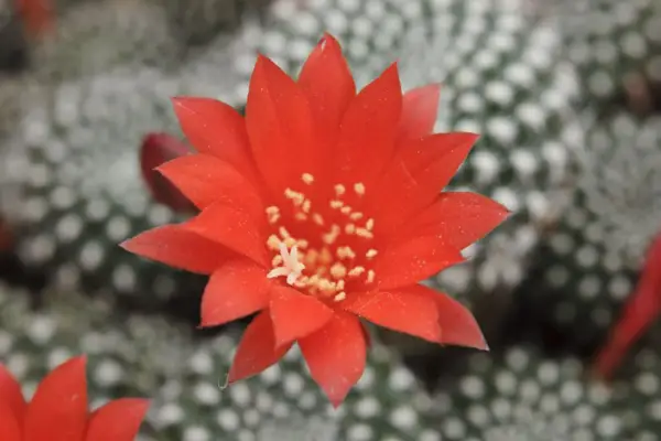 A minúscula rebelião