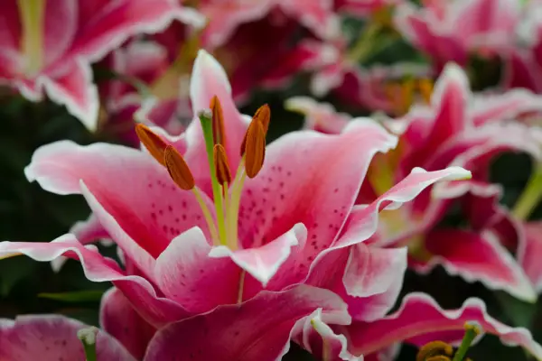 White-edged, pink oriental lilies