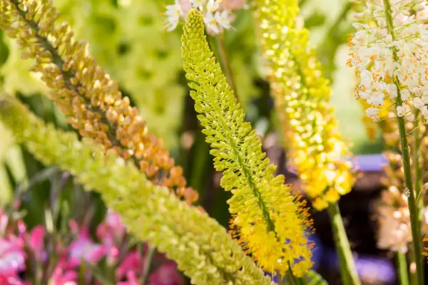 Golden-yellow foxtail lily blooms