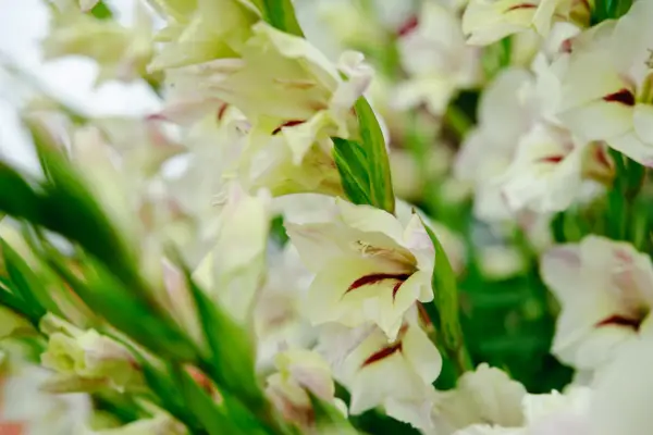 Cream small-flowered gladioli