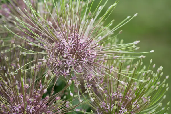 Striking green and mauve flowers of Allium schubertii