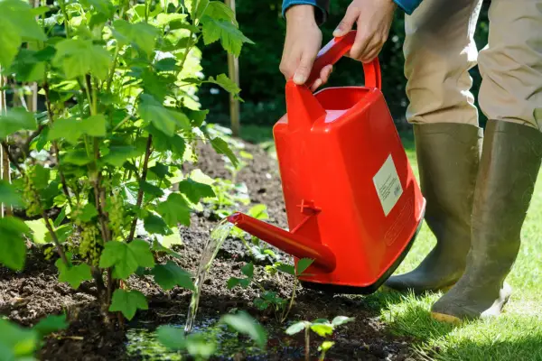 Watering an establishing shrub