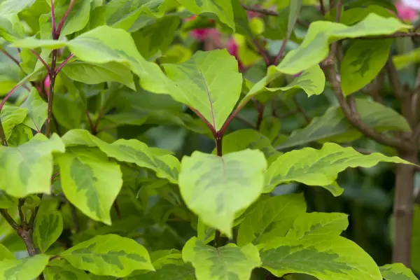 Syringa emodi „aureovariegata”