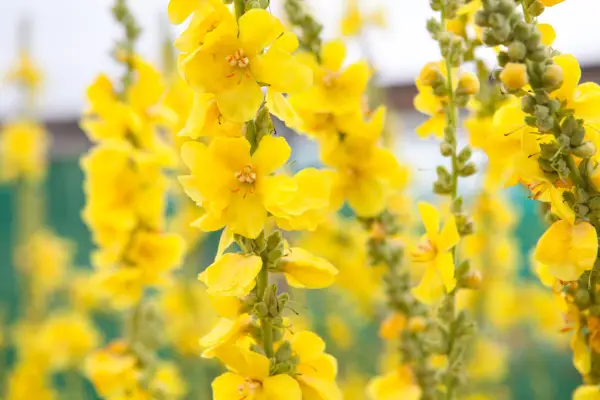 Great mullein, Verbascum thapsus