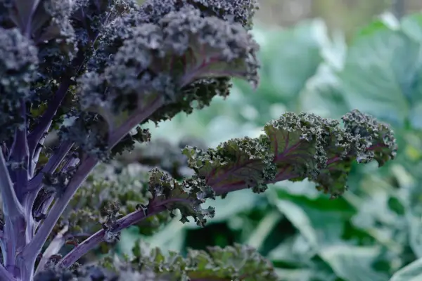 Red kale