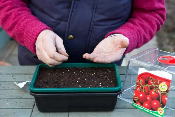 Sowing tomato seeds