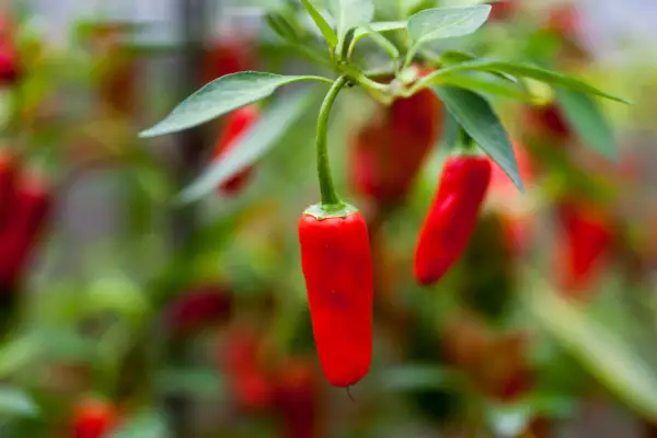 Chilli pepper