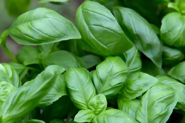 Basil leaves