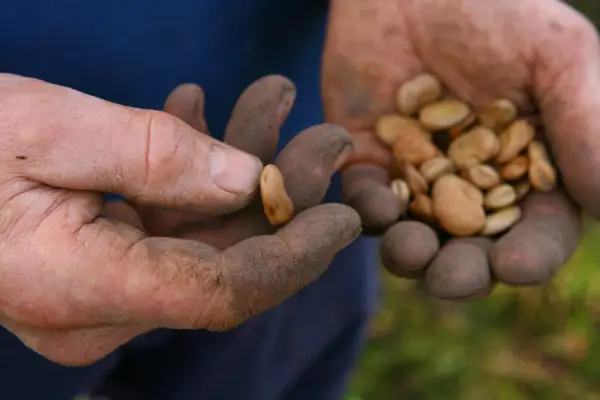 Sowing broad beans