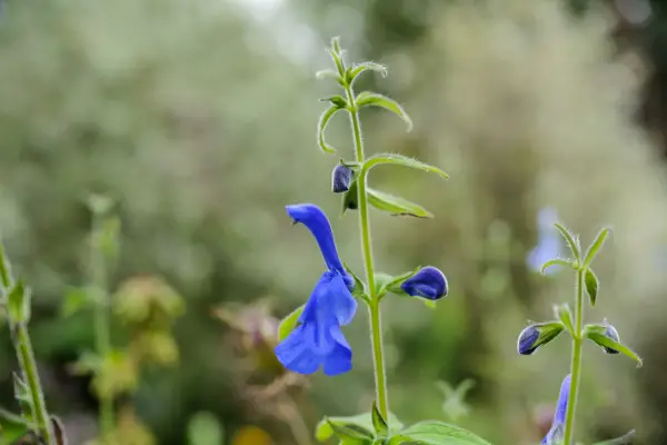 Blue Salvia patens