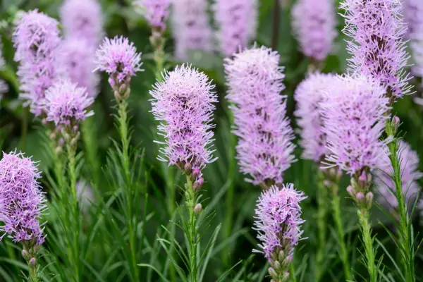 Feathery pink liatris blooms