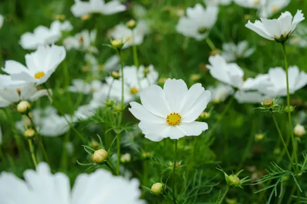2月に何を植えるか