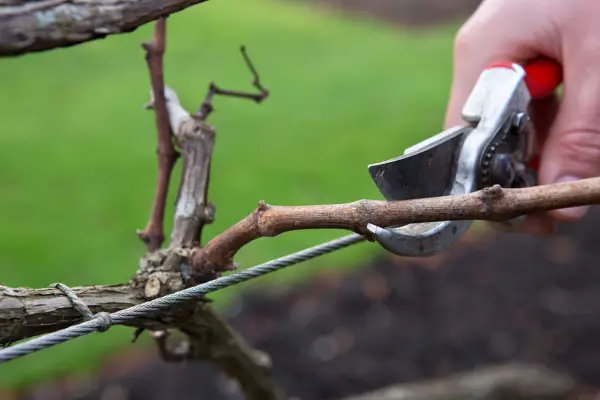 What to prune in winter - pruning a grapevine