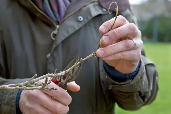 What to prune in winter - pruning wisteria