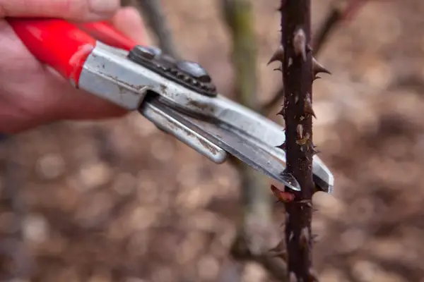 What to prune in winter - pruning roses
