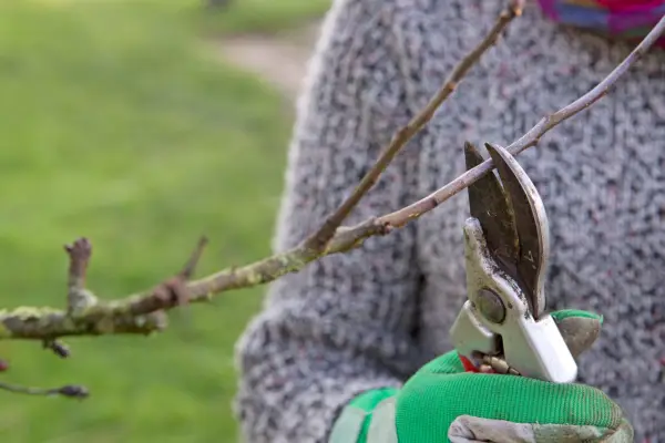 What to prune in winter - pruning apples