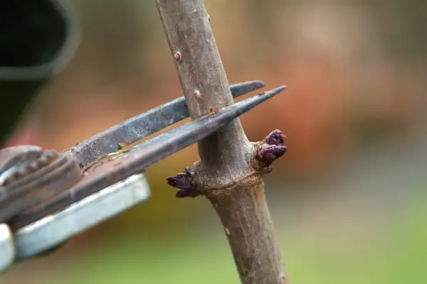 What to prune in winter - pruning trees