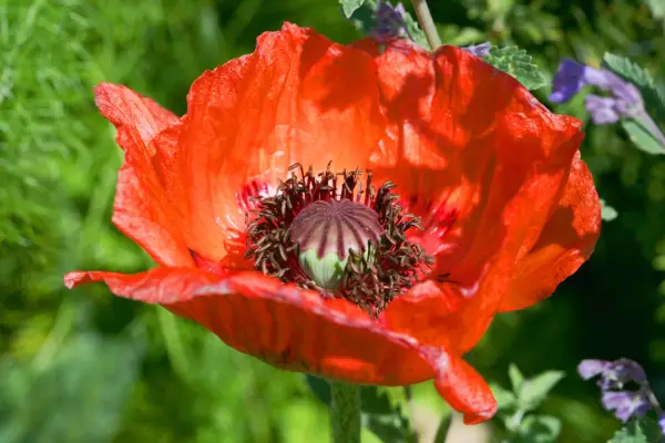 Papaver orientale 