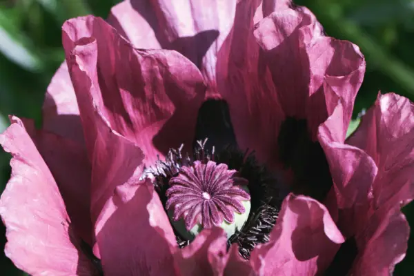 Papaver orientale 