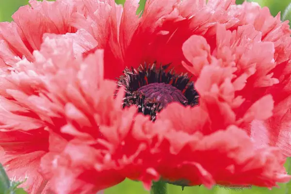 Papaver orientale 