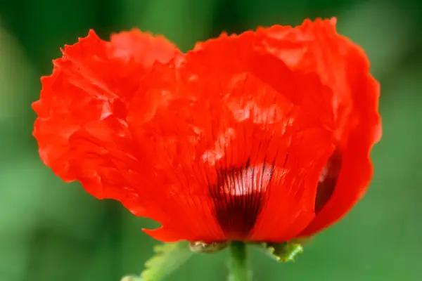 Papaver orientale 