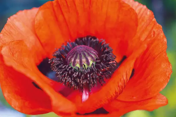 Papaver orientale 