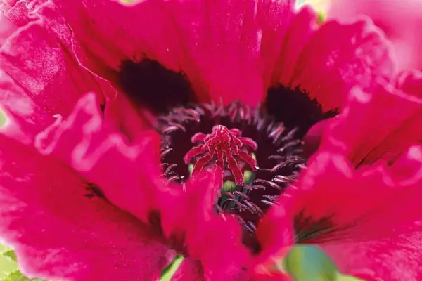 Papaver orientale 