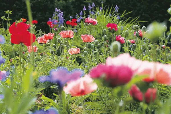 10 orientálních máků k růstu