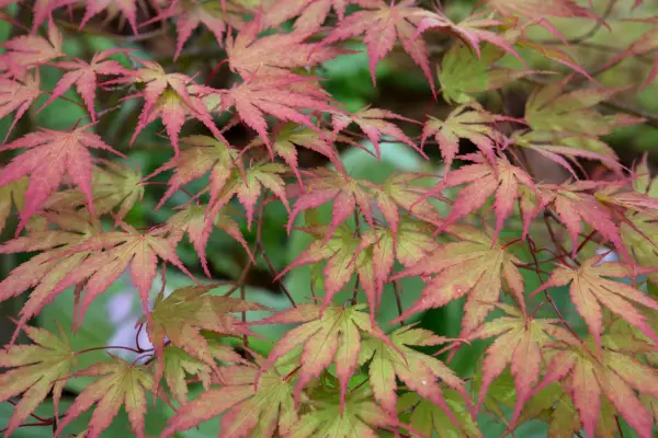 Acer palmatum 'chitosa-af'