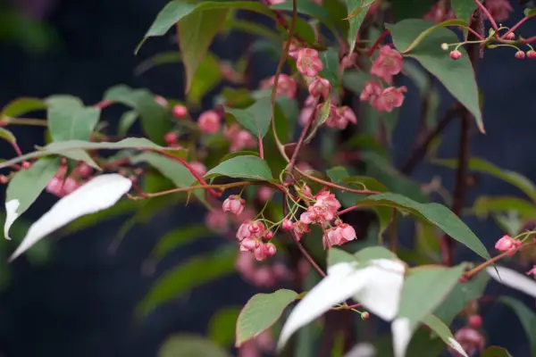 Actinidia tetramera var。マロイド