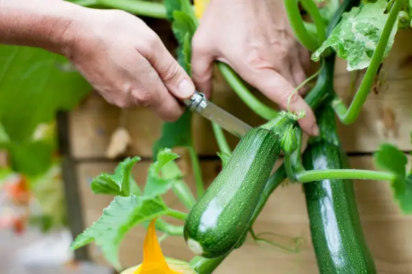 Harvesting courgettes on the allotment