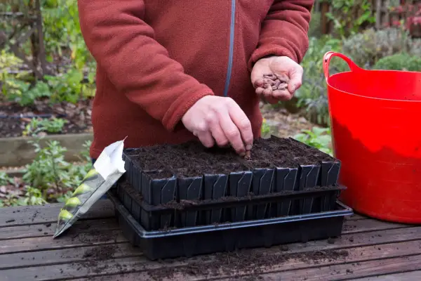 Sowing broad beans in September